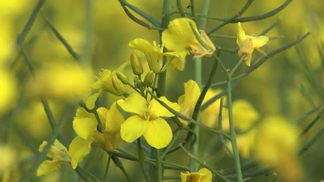 close up of blooming rape in early summer