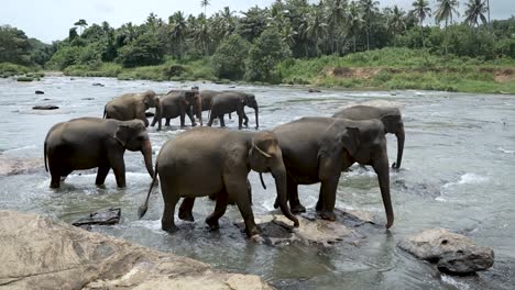 elefantes asiáticos vadean a través de un río en el entorno natural sereno de sri lanka.