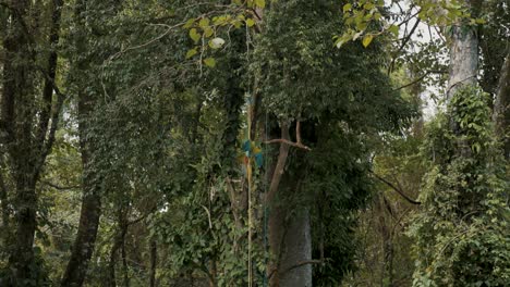 Two-great-green-macaw,-ara-ambiguus,-lovers-in-the-wild-jungle