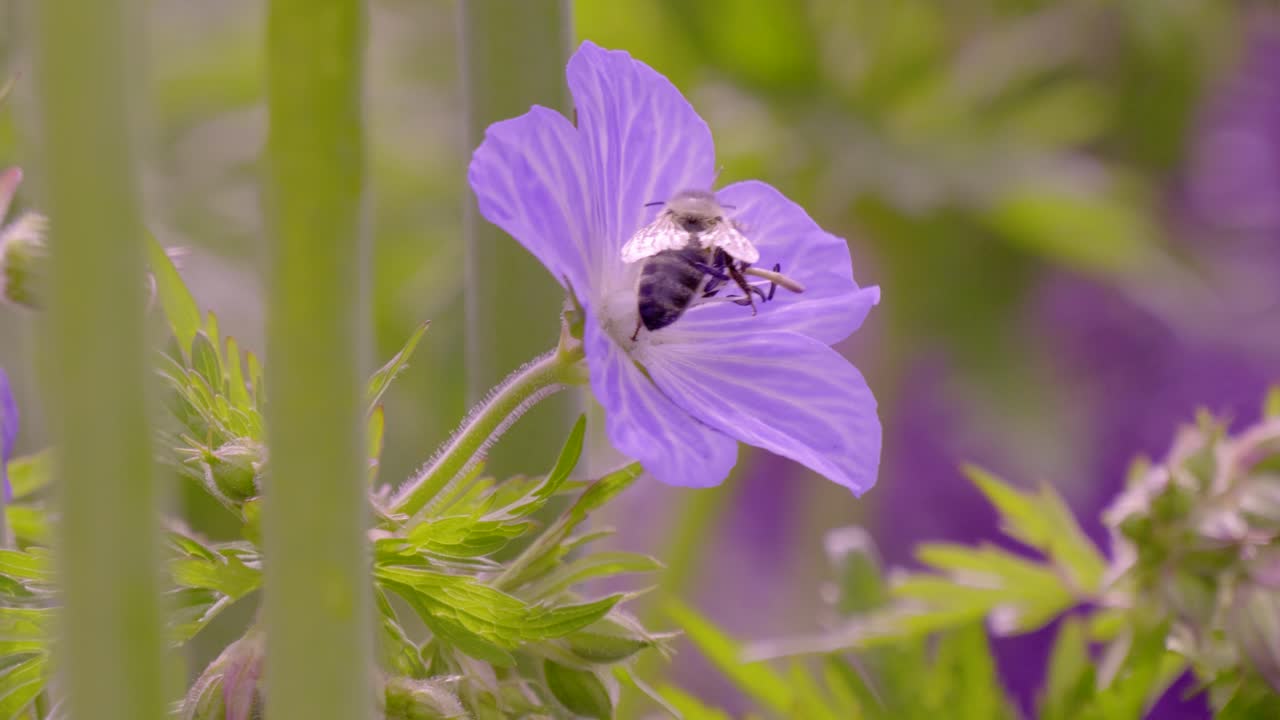 A honey bee in a geranium flower, pollinating, gathering nectar and pollen. Center framed slowed down four times. The flower is a purple colour and the bee exits to the right of the clip