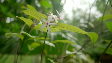 Video-Von-Unglaublichen-Pflanzen-Aus-Einem-Botanischen-Garten-In-Victoria-Auf-Der-Insel-Mahé-Auf-Den-Seychellen