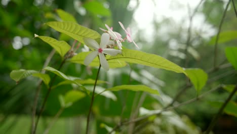 video de plantas increíbles de un jardín botánico en victoria en la isla de mahe en las seychelles