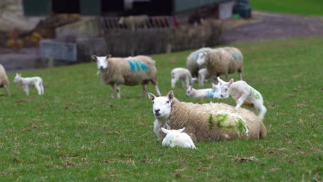 lamb jumping onto mother sheep's back