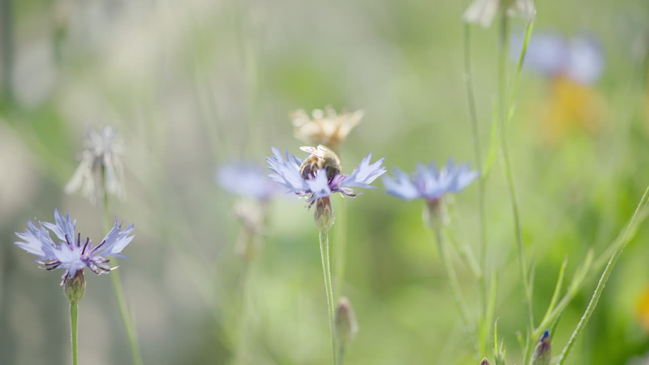 кинематографический замедленный кадр пчелы, летящей рядом с фиолетовыми цветами, подсветка от солнца, солнечный день в конце сентября