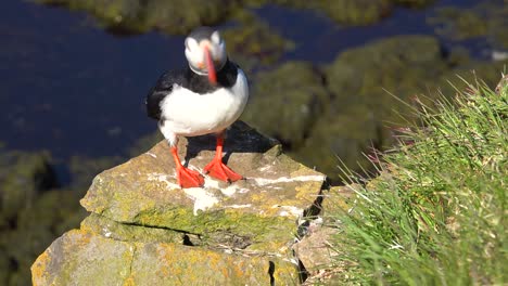 Schöne-Nahaufnahme-Eines-Papageientauchers-Posiert-An-Der-Küste-Von-Island-In-Der-Nähe-Von-Latrabjarg