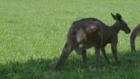 canguros grises orientales australianos masticando hierba
