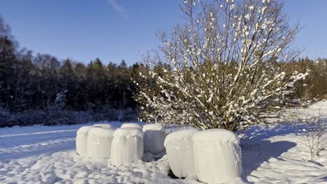 Snow-covered-agricultural-field-with-feed-piles,-under-a-tree-partly-covered-in-snow,-bathed-in-soft-afternoon-light