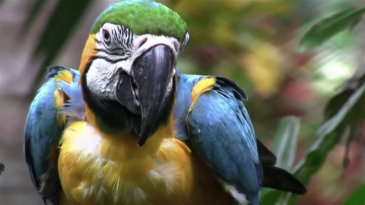 파란색과 금색 머코 앵무새가 주위를 둘러봅니다.