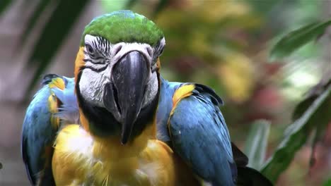 a blue and gold macaw parrot looks around