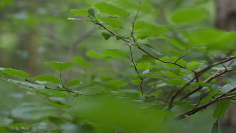 cerca de las hojas verdes frescas de primavera que crecen en la rama de un árbol en el bosque 2