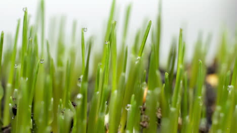 wheat grass growing isolated on light background, close up time lapse, grass transpiring or sweating