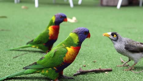 two rainbow lorikeet birds in australia standing there