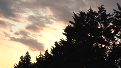 el sol de la tarde se pone sobre la belleza de los pinos del desierto