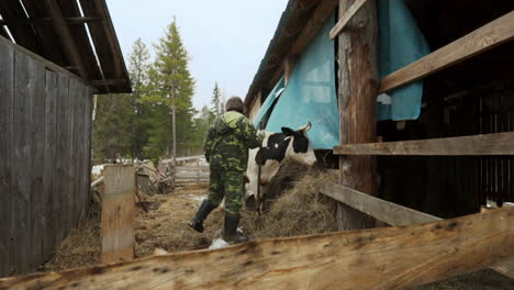 farmer feeding cow in rustic barn