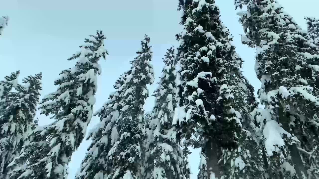 Frosty spruce trees with sky in the background