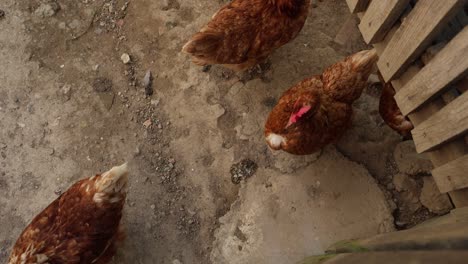 muchos pollos rojos en un día de verano en el pueblo