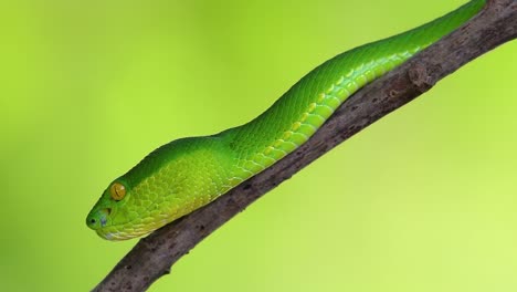 la víbora de labios blancos es una víbora venenosa endémica del sudeste asiático y a menudo se encuentra durante la noche esperando en una rama o rama de un árbol cerca de un cuerpo de agua con muchos alimentos
