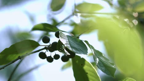 Zweige-Von-Frangula-Alnus-Mit-Schwarzen-Beeren,-Die-Im-Wind-Wehen.-Erle-Sanddorn