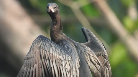 Cormorant-in-pond-waiting-for-food-