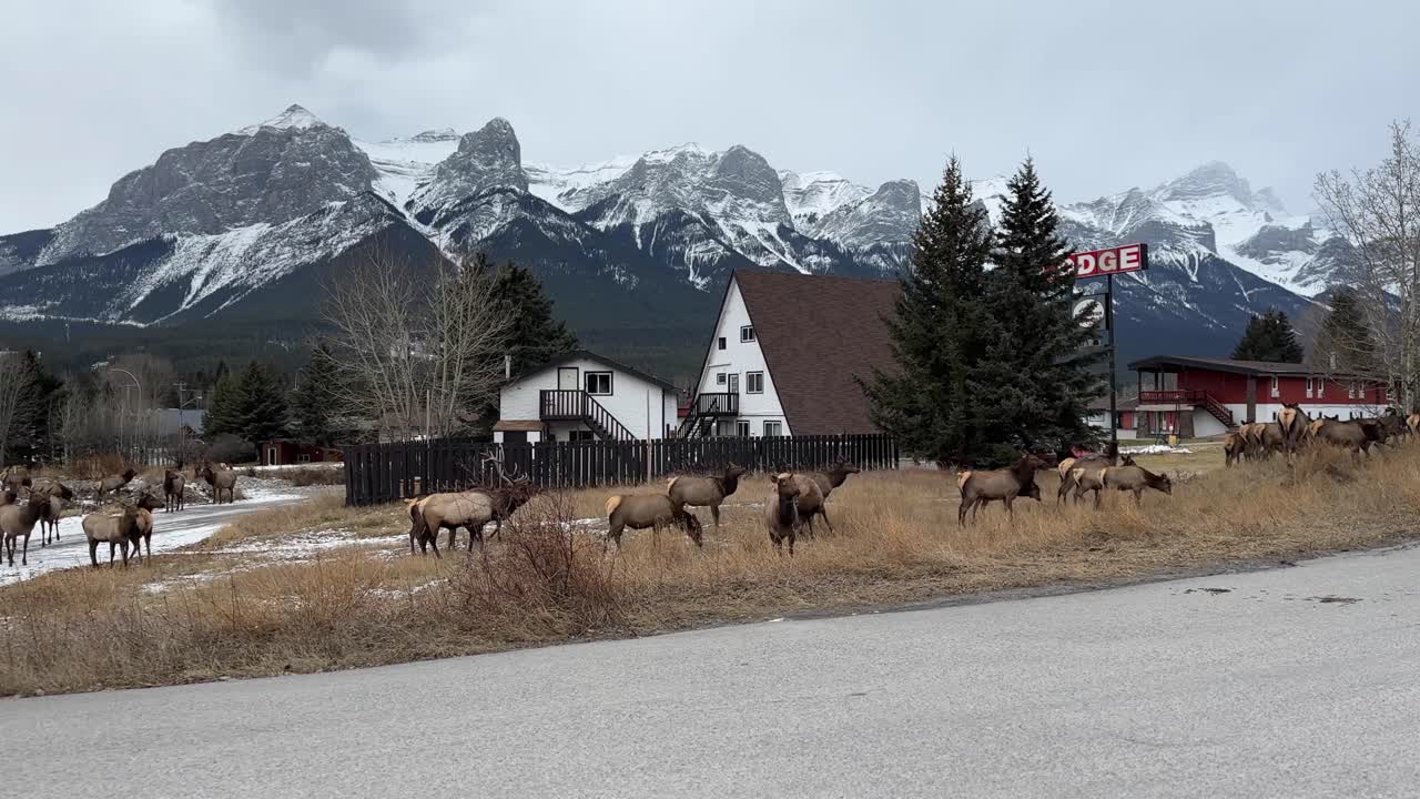 Herd of Elk walking in the town of Canmore, AB