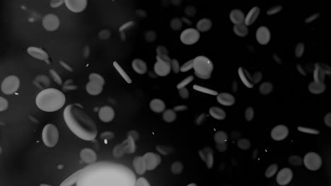 glóbulos rojos bajo un microscopio