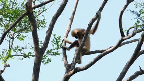 white-handed gibbon, hylobates lar, female