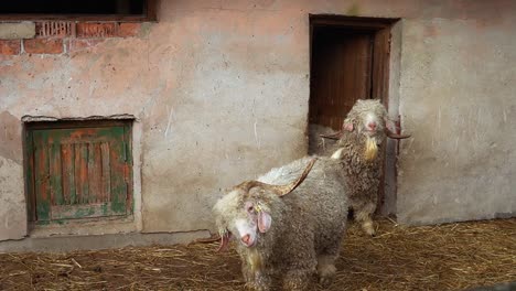 three fluffy horned goats in a barn