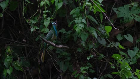 Perched-on-an-extended-small-branch-of-a-thicket-facing-to-the-right-while-looking-around-intensely,-Blue-bearded-Bee-eater-Nyctyornis-athertoni,-Thailand