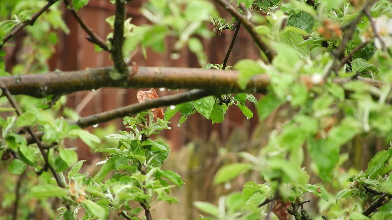 The reflection of the light on the leaves in a shiny and rainy day with beautiful colors and nice contrast.
