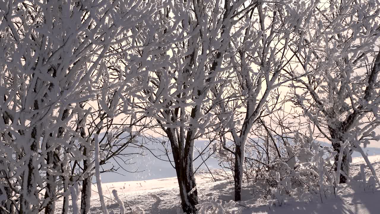 겨울에 나뭇가지에서 떨어지는 눈과 함께 고요하고 편안한 겨울 풍경