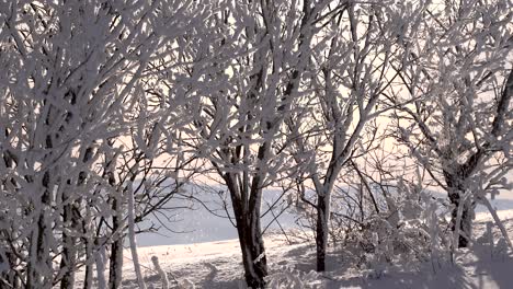 Ruhige-Und-Entspannende-Winterlandschaft-Mit-Schnee,-Der-Im-Winter-Von-Ästen-Fällt