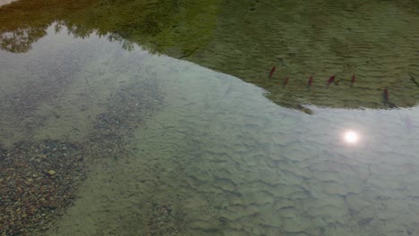 adult sockeye salmon swimming in shallow waters