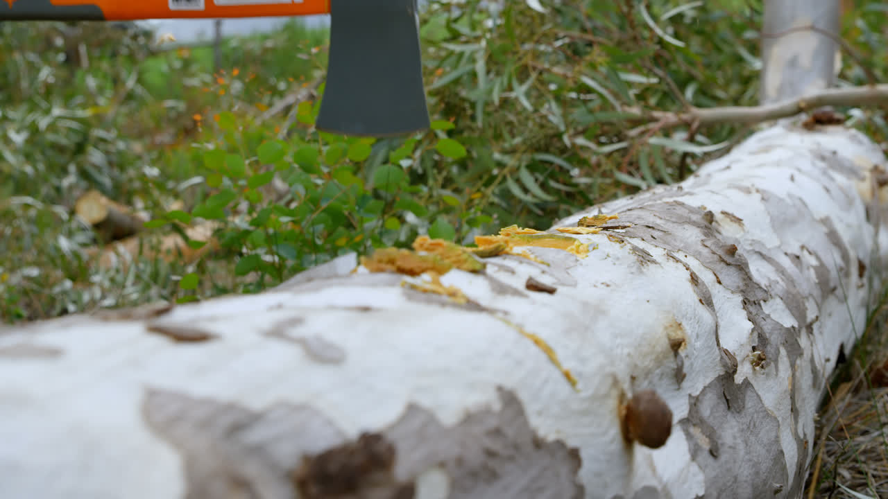 도끼 를 들고 나무 줄기 를 자르는 목수 4k