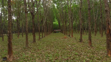 Rubbertrees-at-Thailand----Drone-shot-4