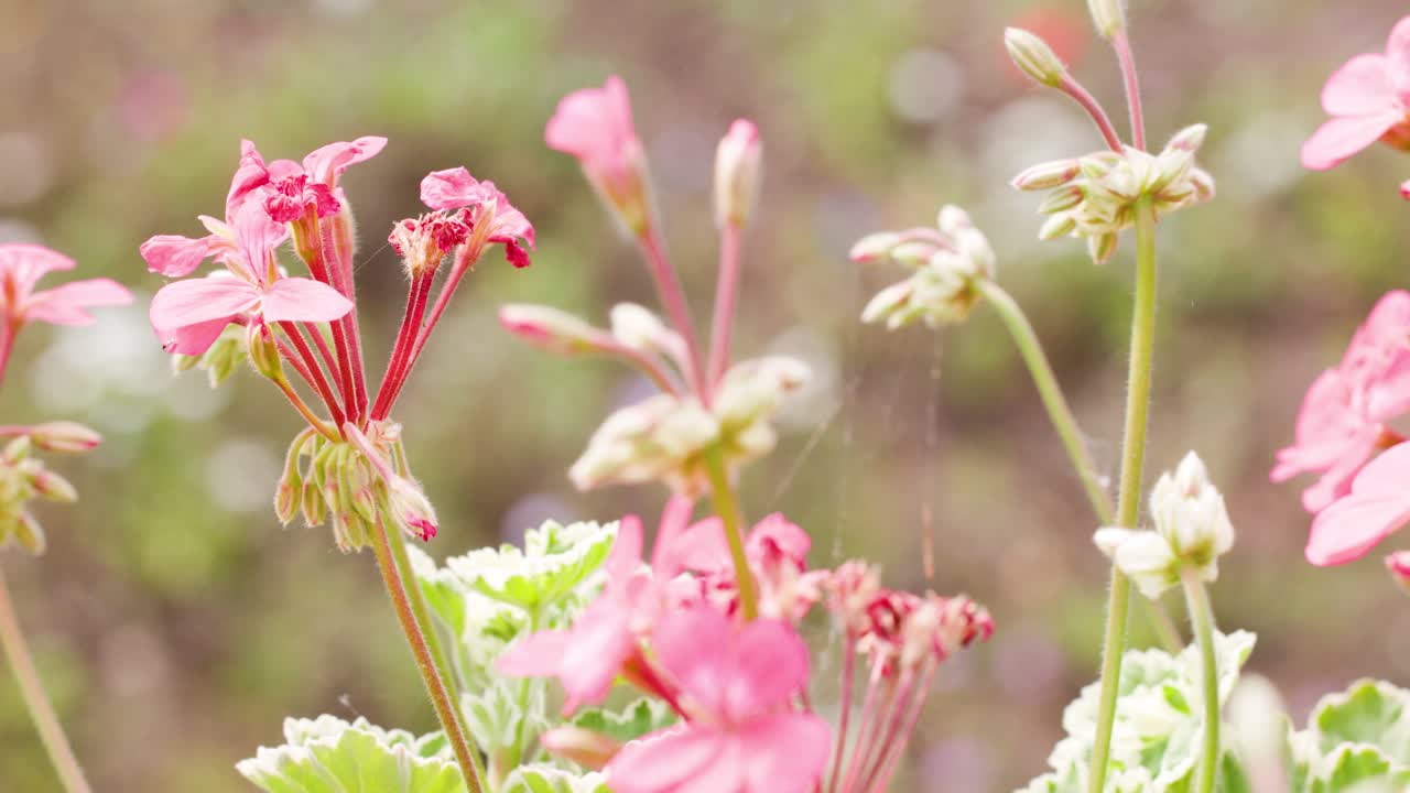 Pink geranium flowers sway in a sunlit garden as the camera remains steady. Shallow depth of field creates a dreamy, blurred background