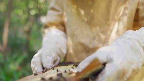 Caucasian-male-beekeeper-in-protective-clothing-inspecting-honeycomb-frame-from-a-beehive