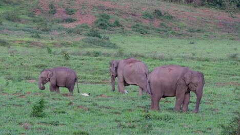 the asiatic elephants are endangered species and they are also residents of thailand