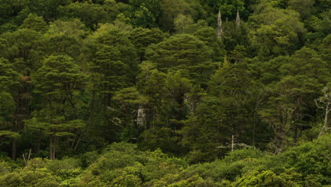 Antiguas-Ruinas-Cubiertas-Por-árboles-Forestales-En-Irlanda