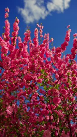 pink blossoms against a blue sky