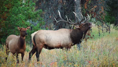 a rocky mountain bull elk fleming in a field in 4k during the autumn rut