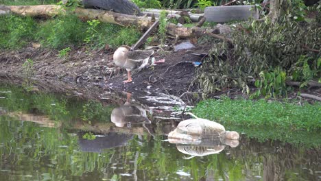 Eine-Gans-Ist-Schlaf