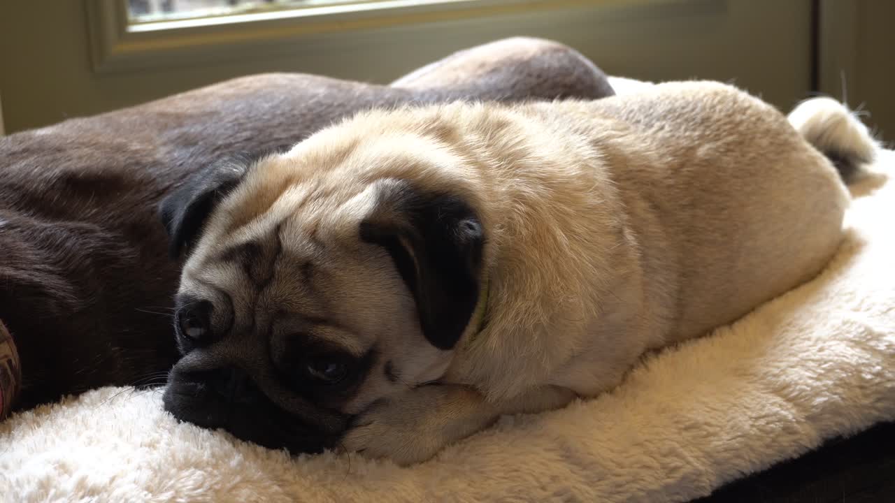 hank el pug relajándose en una cómoda cama para perros y despertándose