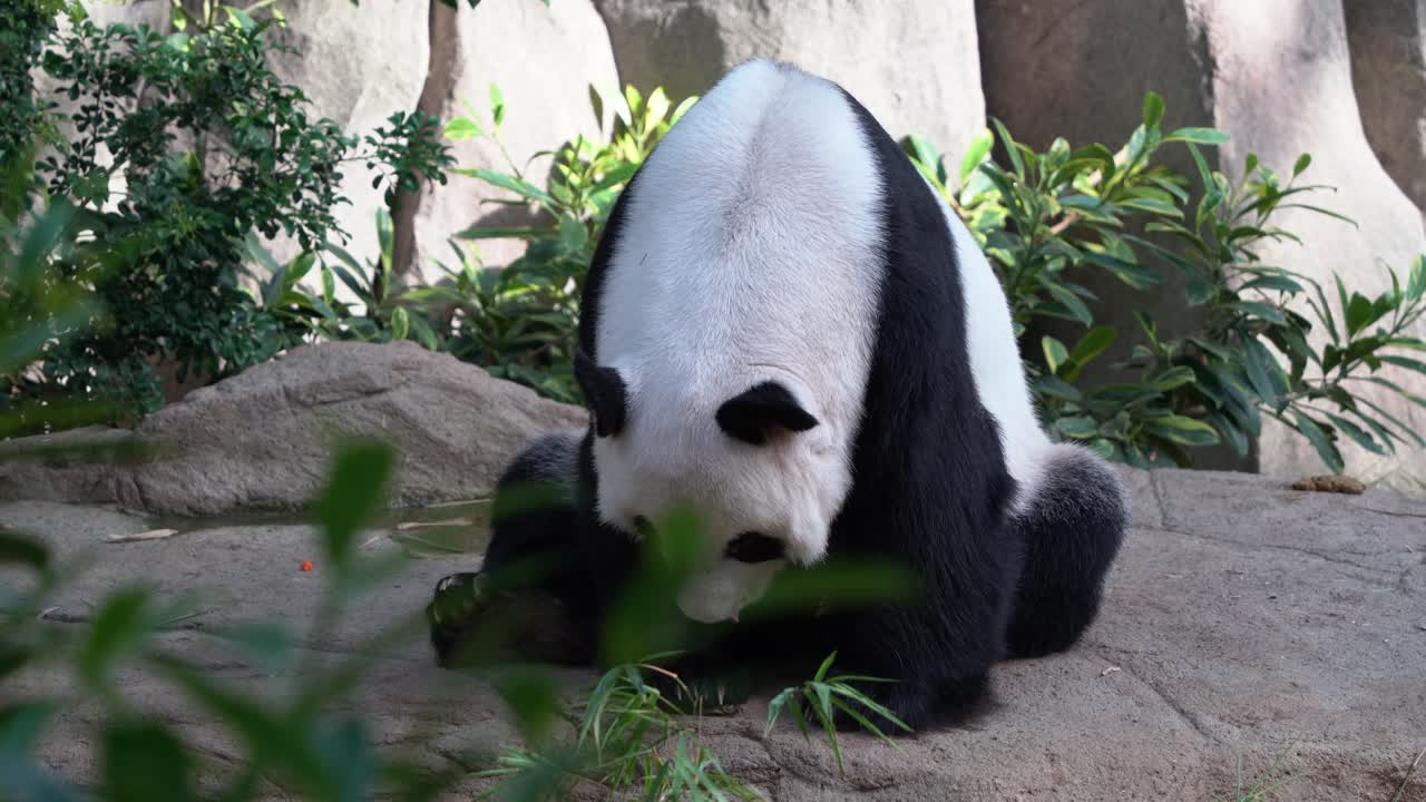panda gigante, ailuropoda melanoleuca con una linda expresión facial, sentada en el suelo, sacando la lengua, bostezando con la boca abierta y dormitando a la luz del día
