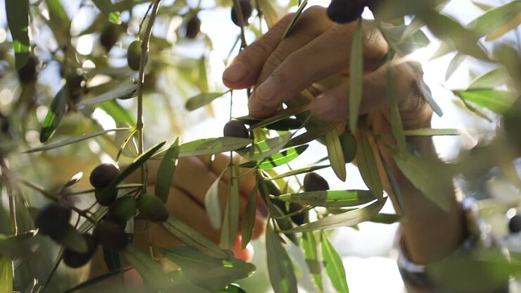 Hands Picking Olives from a Tree