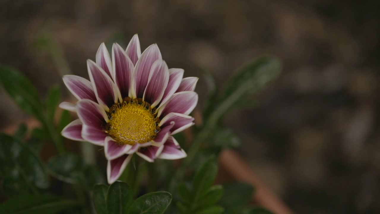 Purple chrysanthemum flower in slow motion closeup on rainy day