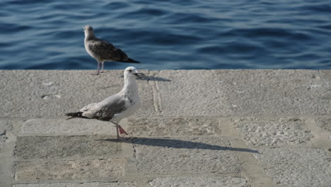 dos gaviotas en un muelle de piedra junto al mar