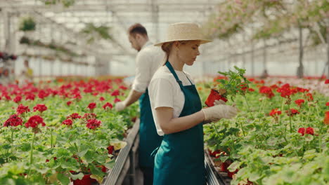 gardeners tend to potted plants in a commercial greenhouse