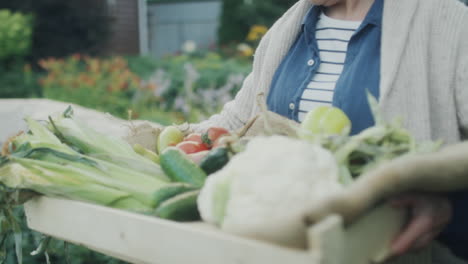 senior couple getting harvest in vegetable garden