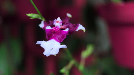 Disparo-De-Paralaje-Orquídea-Morada