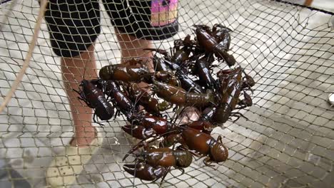 cangrejo de río europeo vivo.